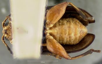 Media type: image; Entomology 18766   Aspect: habitus ventral view